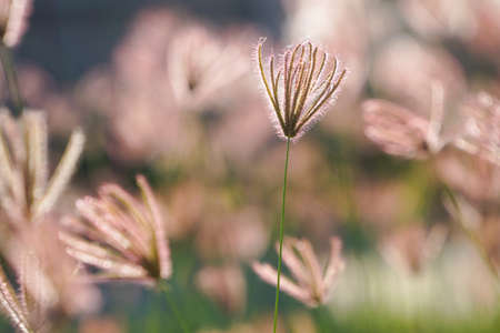 Close up of grass flowers on lawn in the evening and sunshine pattern for concept design. Grass flowers in the evening on field or lawn texture and background, vintage.の写真素材