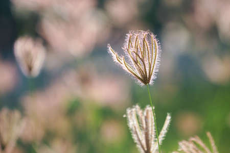 Close up of grass flowers on lawn in the evening and sunshine pattern for concept design. Grass flowers in the evening on field or lawn texture and background, vintage.の写真素材