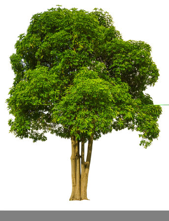 Trees isolated on white background, tropical trees isolated used for design, advertising and architecture.の写真素材