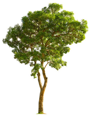 Trees isolated on white background, tropical trees isolated used for design, advertising and architectureの写真素材
