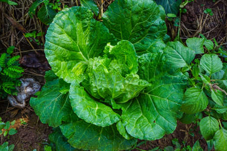 Close up of the head of a Napa cabbage, Chinese cabbage is grown in a fully grown vegetable plot, Cabbage. Green lettuce plants in growth at field.の写真素材