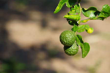 Green bergamot or Kaffir lime on tree. Kaffir Lime also call Citru Hustrix in the garden.の写真素材