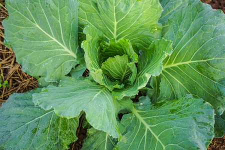 Close up of the head of a Napa cabbage, Chinese cabbage is grown in a fully grown vegetable plot, Cabbage. Green lettuce plants in growth at field.の写真素材