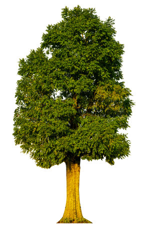 Trees isolated on white background, tropical trees isolated used for design, advertising and architecture, with clipping pathの写真素材