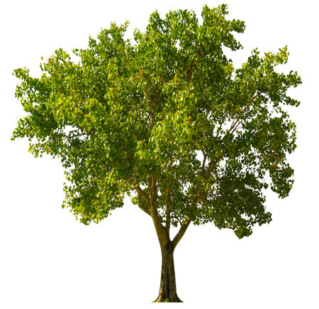 Trees isolated on white background, tropical trees isolated used for design, advertising and architecture, with clipping pathの写真素材