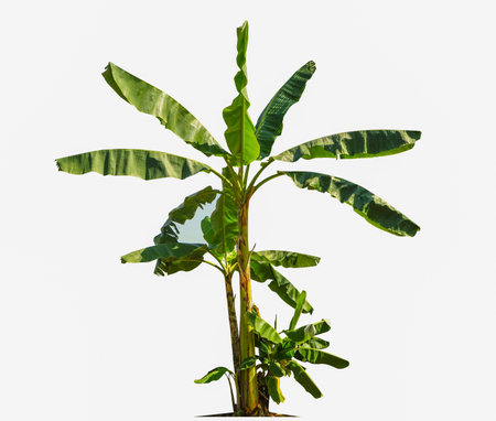 Trees isolated on white background, tropical trees isolated used for design, advertising and architecture.の写真素材