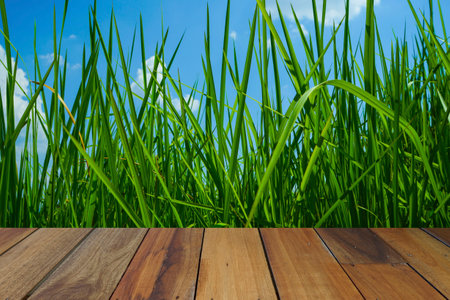 Empty wooden table on rice plants and ears of rice background. Mock up for your product display or montage.の写真素材
