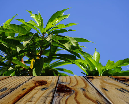 Empty wooden table on rice plants and ears of rice background. Mock up for your product display or montage.の写真素材