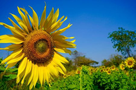 Flowering sunflower in the field. Sunflowers have abundant health benefits. Sunflower oil improves skin health and promote cell regeneration.の写真素材