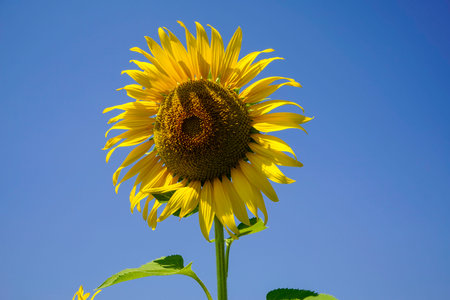 Flowering sunflower in the field. Sunflowers have abundant health benefits. Sunflower oil improves skin health and promote cell regeneration.の写真素材