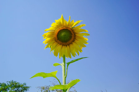 Flowering sunflower in the field. Sunflowers have abundant health benefits. Sunflower oil improves skin health and promote cell regeneration.の写真素材