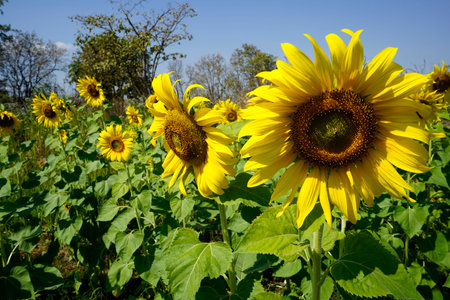 Flowering sunflower in the field. Sunflowers have abundant health benefits. Sunflower oil improves skin health and promote cell regeneration.の写真素材