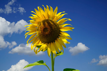 Flowering sunflower on blue sky background. Sunflowers have abundant health benefits. Sunflower oil improves skin health and promote cell regeneration.の写真素材