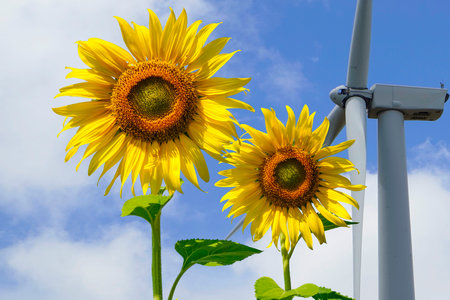 Flowering sunflower on blue sky background. Sunflowers have abundant health benefits. Sunflower oil improves skin health and promote cell regeneration.の写真素材