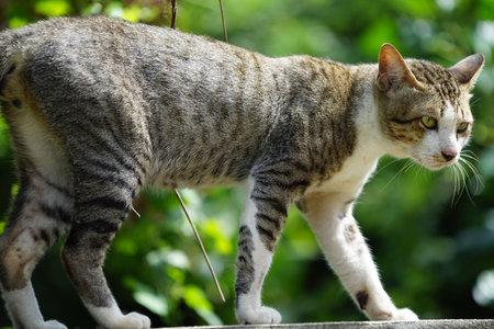 A tiger cat relaxing on a wall. Beautiful feline cat at home.の写真素材