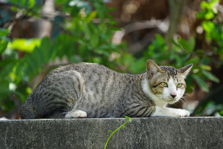 A tiger cat relaxing on a wall. Beautiful feline cat at home.の写真素材