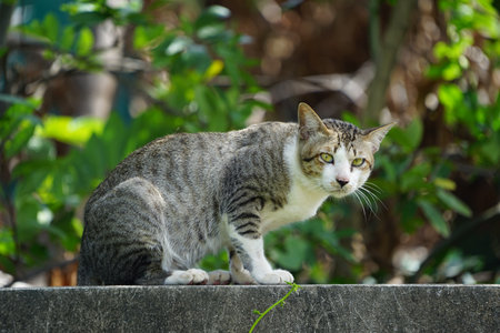 A tiger cat relaxing on a wall. Beautiful feline cat at home.の写真素材