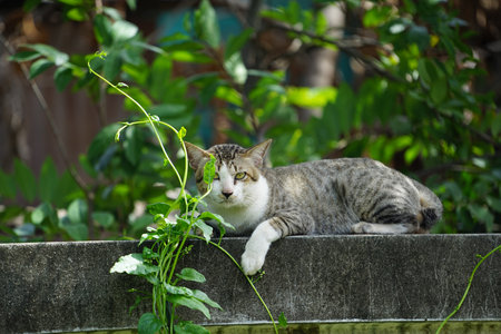 A tiger cat relaxing on a wall. Beautiful feline cat at home.の写真素材