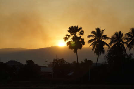 Beautiful sunset with palm tree and golden sky and the smoky soot produced by farmers' weed burning. All of these things cause toxic pollution.の写真素材