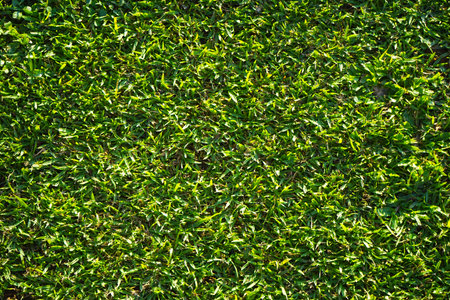 Green grass background texture from top view in football field. Green grass texture background Top view of bright grass garden Idea concept used for making green backdrop.の写真素材