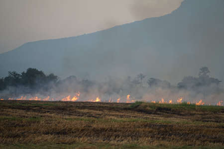 Smoke from burning. Farmers burn rice straw to prepare to plant rice for the next season. Toxic effect resulting from burning of rice straw.の写真素材