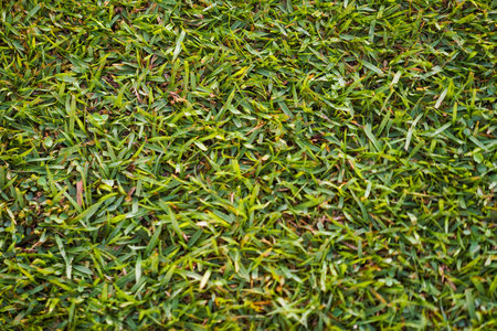 Green grass background texture from top view in football field. Green grass texture background Top view of bright grass garden Idea concept used for making green backdrop.の写真素材