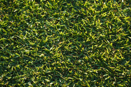 Green grass background texture from top view in football field. Green grass texture background Top view of bright grass garden Idea concept used for making green backdrop.の写真素材