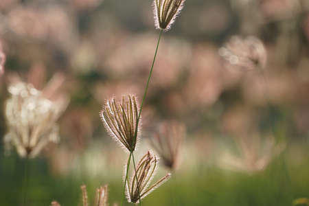 Close up of grass flowers on lawn in the evening and sunshine pattern for concept design. Grass flowers in the evening on field or lawn texture and background, vintage.の写真素材