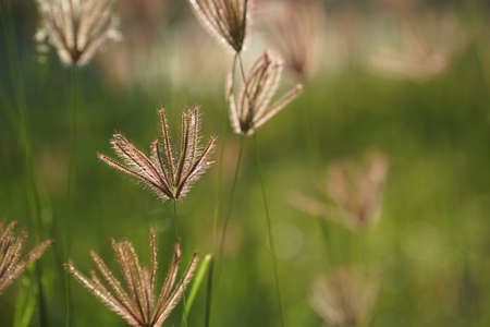 Close up of grass flowers on lawn in the evening and sunshine pattern for concept design. Grass flowers in the evening on field or lawn texture and background, vintage.の写真素材