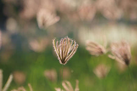 Close up of grass flowers on lawn in the evening and sunshine pattern for concept design. Grass flowers in the evening on field or lawn texture and background, vintage.の写真素材