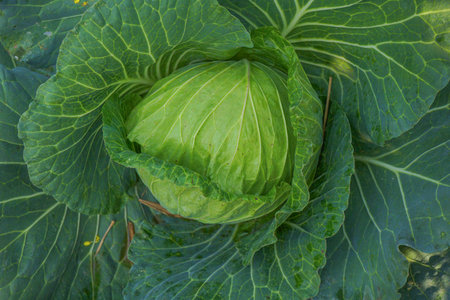 Close up top view of Cabbage. Fresh green healthy cabbage vegetable growing in the field used as food for making salad and cooking. Soft focus of Big cabbage in the garden. Head of green fresh cabbage.の写真素材