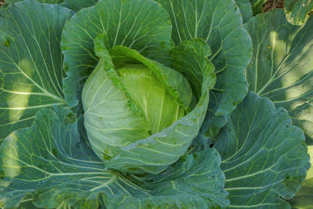Close up top view of Cabbage. Fresh green healthy cabbage vegetable growing in the field used as food for making salad and cooking. Soft focus of Big cabbage in the garden. Head of green fresh cabbage.の写真素材