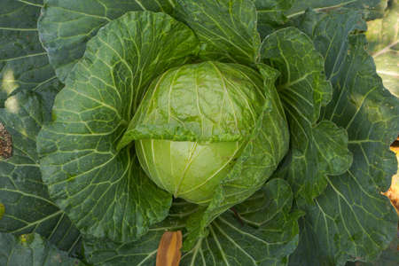 Close up top view of Cabbage. Fresh green healthy cabbage vegetable growing in the field used as food for making salad and cooking. Soft focus of Big cabbage in the garden. Head of green fresh cabbage.の写真素材