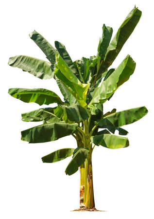 Banana tree isolated on white backgroundの写真素材