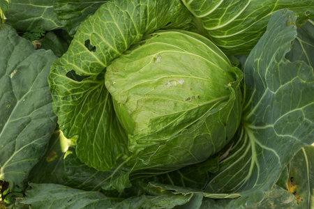 Close up top view of Cabbage. Fresh green healthy cabbage vegetable growing in the field used as food for making salad and cooking. Soft focus of Big cabbage in the garden. Head of green fresh cabbage.の写真素材