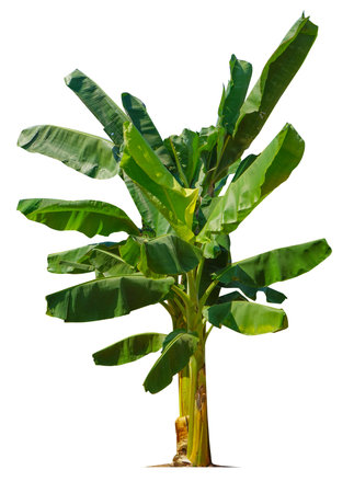 Banana tree isolated on white background with clipping paths for garden design.Economic crops of tropical countries are gaining popularity.の写真素材