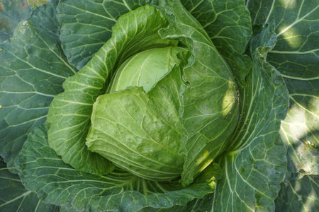 Close up top view of Cabbage. Fresh green healthy cabbage vegetable growing in the field used as food for making salad and cooking. Soft focus of Big cabbage in the garden. Head of green fresh cabbage.の写真素材