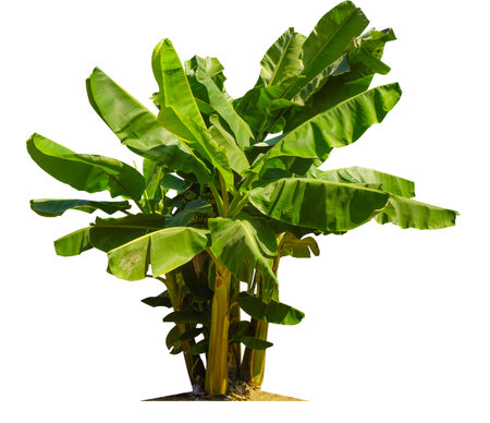 Banana tree isolated on white background with clipping paths for garden design.Economic crops of tropical countries are gaining popularity.の写真素材