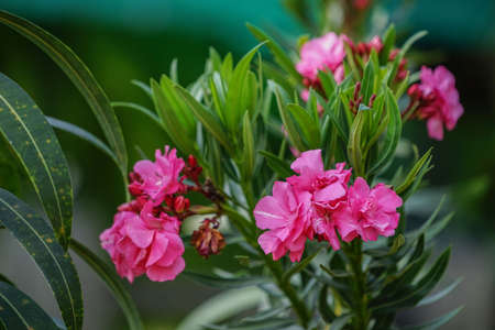 Selective focus. Blooming Pink Oleander flowers (Oleander Nerium)on a blurred background. Pink flowers with green leaves on an oleander bush.の写真素材