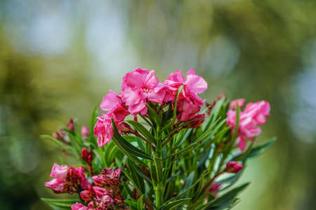 Selective focus. Blooming Pink Oleander flowers (Oleander Nerium)on a blurred background. Pink flowers with green leaves on an oleander bush.の写真素材