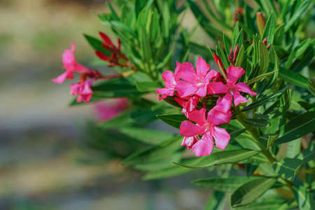 Selective focus. Blooming Pink Oleander flowers (Oleander Nerium)on a blurred background. Pink flowers with green leaves on an oleander bush.の写真素材