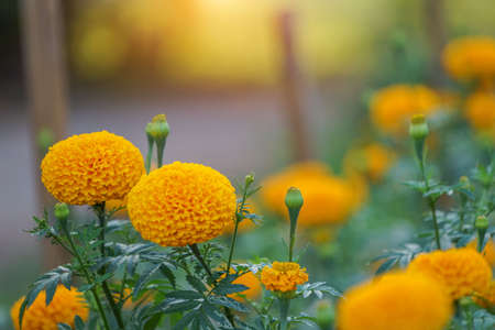 Close up of beautiful Yellow Marigold flower blooming in the garden.の写真素材