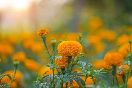 Close up of beautiful Yellow Marigold flower blooming in the garden.の写真素材