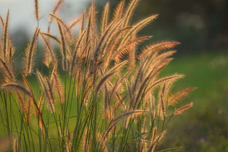 Grass flowers in the green grass field. Beautiful African fountain flower blooming grass field with blurry background in the sunset.の写真素材