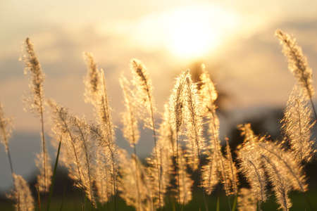 Grass flowers in the green grass field. Beautiful African fountain flower blooming grass field with blurry background in the sunset.の写真素材