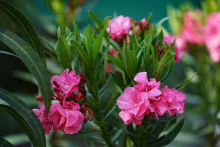 Selective focus. Blooming Pink Oleander flowers (Oleander Nerium)on a blurred background. Pink flowers with green leaves on an oleander bush.の写真素材