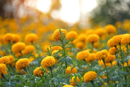 Close up of beautiful Yellow Marigold flower blooming in the garden.の写真素材