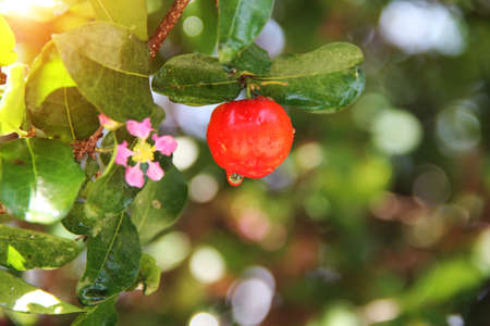 Fresh organic Acerola cherry.Thai or Acerola cherries fruit on the tree with water drop, high vitamin C and antioxidant fruits.の写真素材