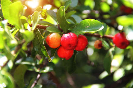 Fresh organic Acerola cherry.Thai or Acerola cherries fruit on the tree with water drop, high vitamin C and antioxidant fruits.の写真素材