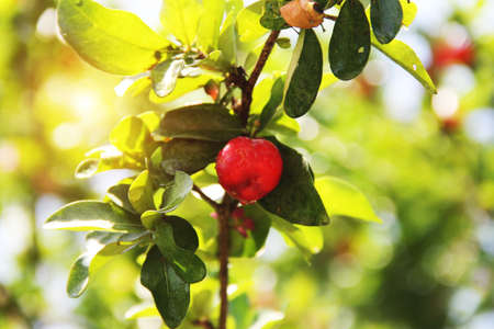Fresh organic Acerola cherry.Thai or Acerola cherries fruit on the tree with water drop, high vitamin C and antioxidant fruits.の写真素材